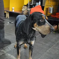 Bluetick Coonhound