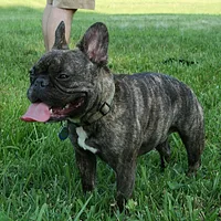 American Bulldog, picture 5 of 8