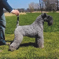Kerry Blue Terrier, picture 4 of 9