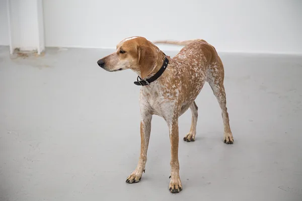 A American English Coonhound