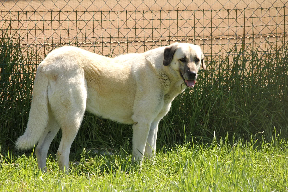 Anatolian Shepherd Dog