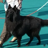 Belgian Sheepdog, picture 4 of 5