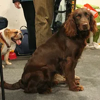 Deutscher Wachtelhund, picture 7 of 9