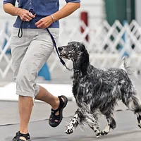 English Setter