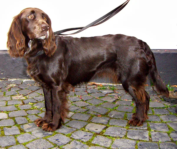 A Deutscher Wachtelhund
