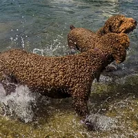 Spanish Water Dog, picture 6 of 9