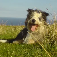 Bearded Collie, picture 5 of 10