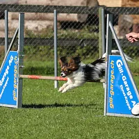 Papillon, picture 7 of 7