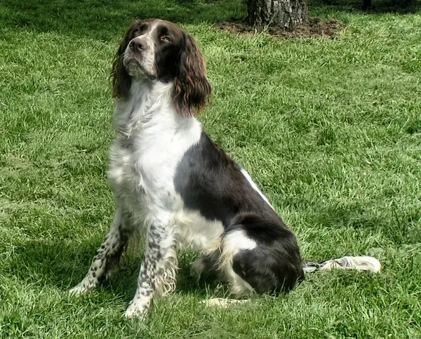A French Spaniel