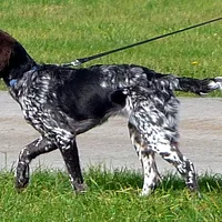 Small Munsterlander, picture 5 of 9