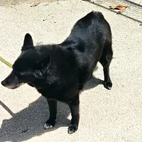 Karelian Bear Dog, picture 7 of 9