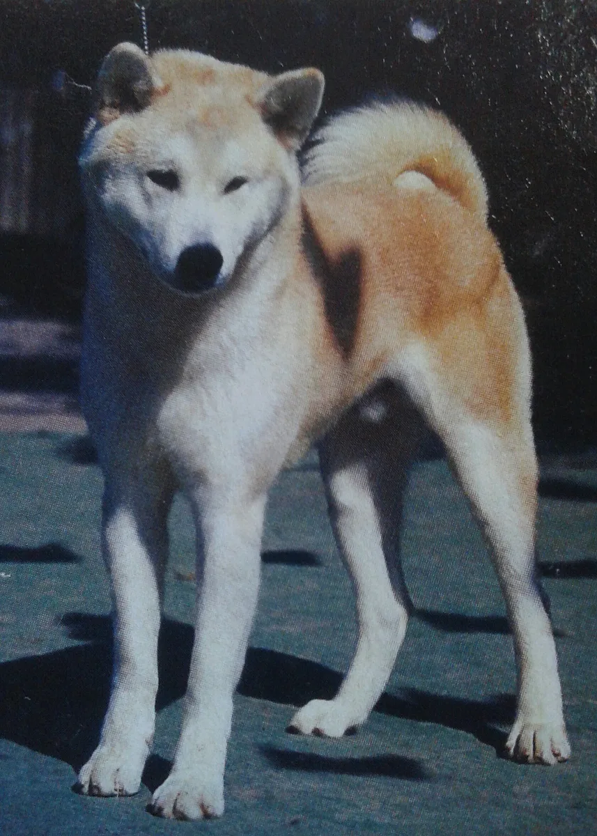 Akita