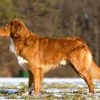 Nova Scotia Duck Tolling Retriever, picture 2 of 9
