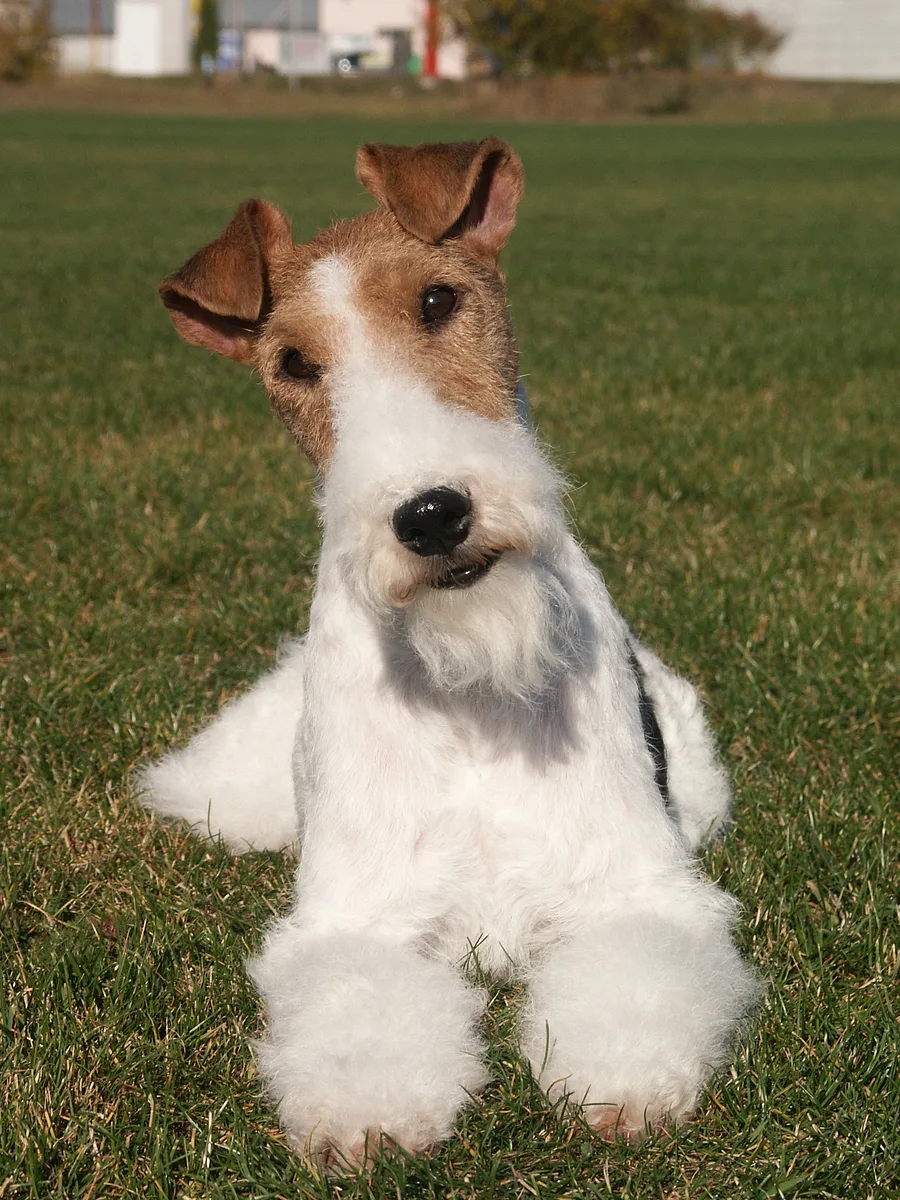 Wire Fox Terrier dog, photographed by Duspivova