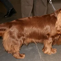 Sussex Spaniel, picture 2 of 5