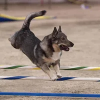 Swedish Vallhund, picture 7 of 10