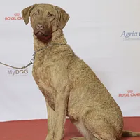 Chesapeake Bay Retriever