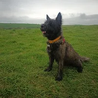 Cairn Terrier