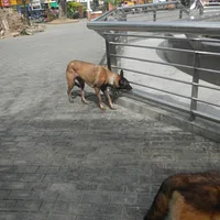 Belgian Sheepdog