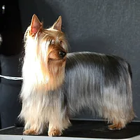 Silky Terrier