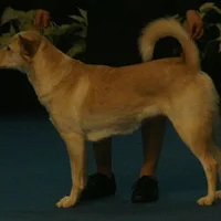 Canaan Dog