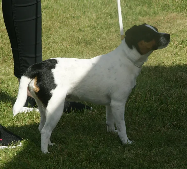 Danish-Swedish Farmdog