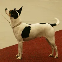 Rat Terrier, picture 6 of 10