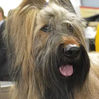 Briard
