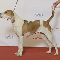 English Foxhound