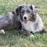 Miniature American Shepherd