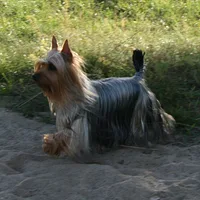 Silky Terrier, picture 2 of 8