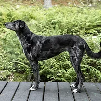 Catahoula Leopard Dog, picture 2 of 10