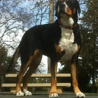 Greater Swiss Mountain Dog