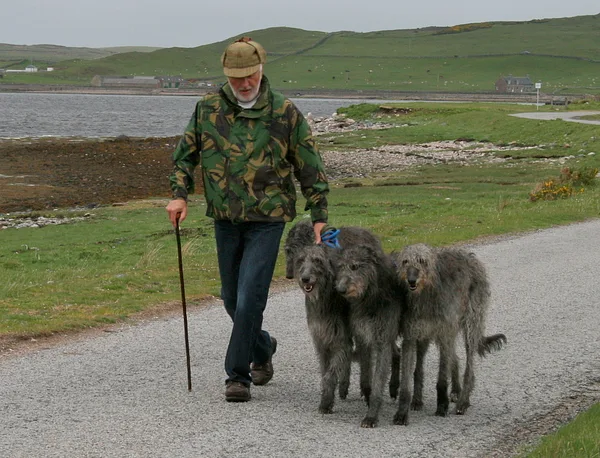 A Scottish Deerhound