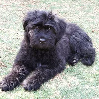Bouvier des Flandres, picture 5 of 10