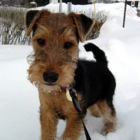 Welsh Terrier, picture 2 of 10