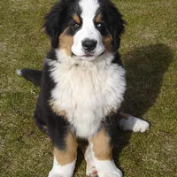 Bernese Mountain Dog, picture 9 of 10
