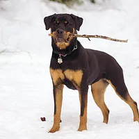 Rottweiler, picture 4 of 9