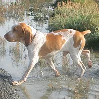 Bracco Italiano