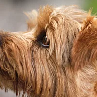 Norfolk Terrier, picture 2 of 10