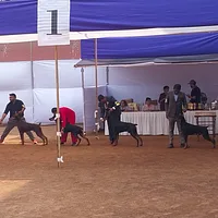 Doberman Pinscher