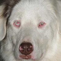 Australian Shepherd, picture 5 of 10