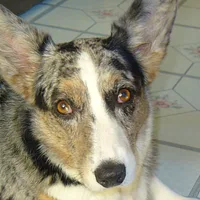 Cardigan Welsh Corgi, picture 4 of 10