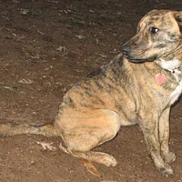 A Plott dog