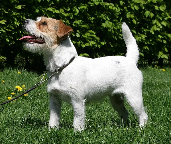A Russell Terrier