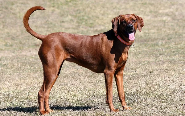 A Redbone Coonhound