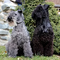 Kerry Blue Terrier, picture 7 of 9