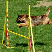 Border Terrier