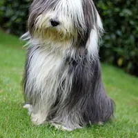 Bearded Collie, picture 3 of 10