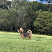 Australian Terrier, picture 9 of 10